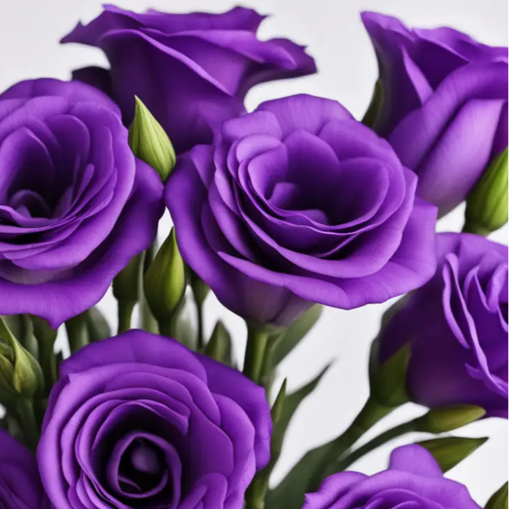 Purple Lisianthus plant