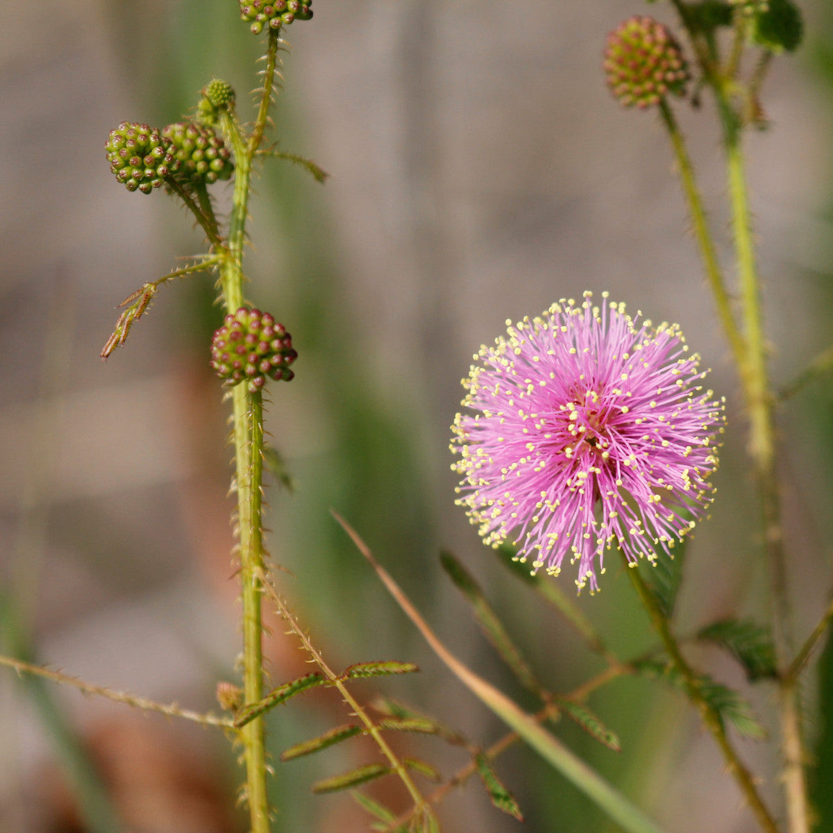 Quadrivalvis Mimosa plant