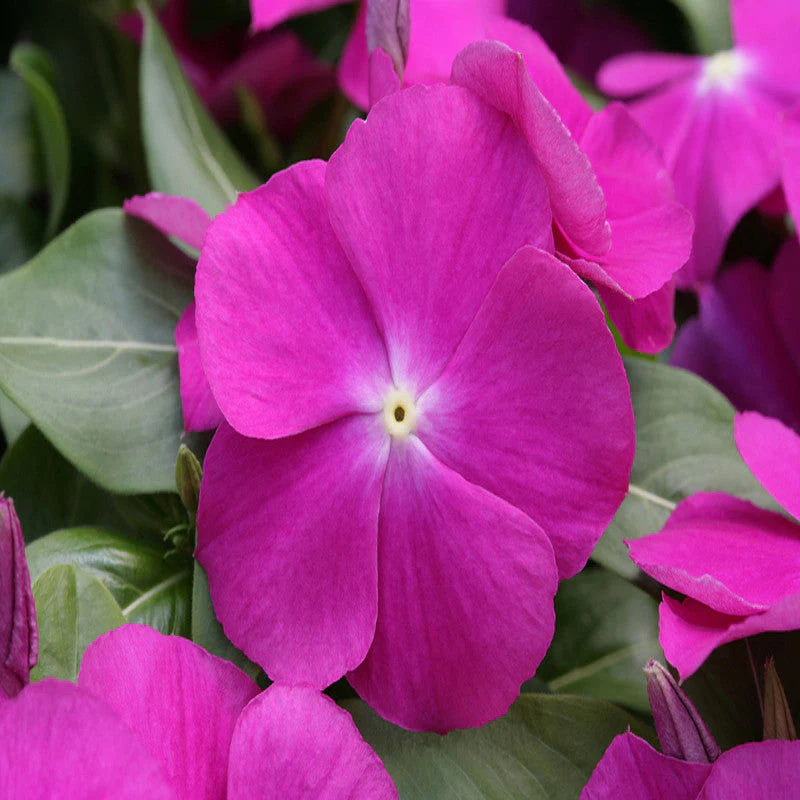 Purple Vinca flower seeds