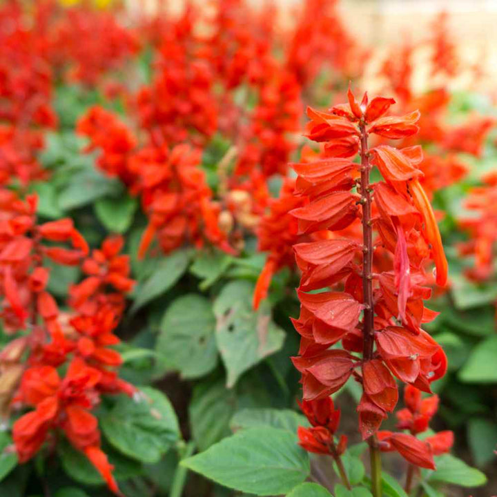 Scarlet Sage flower seeds