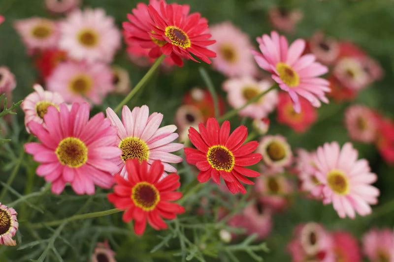 Mixed Dassi Flower Seeds for Planting – Heirloom Non-GMO Garden Seeds