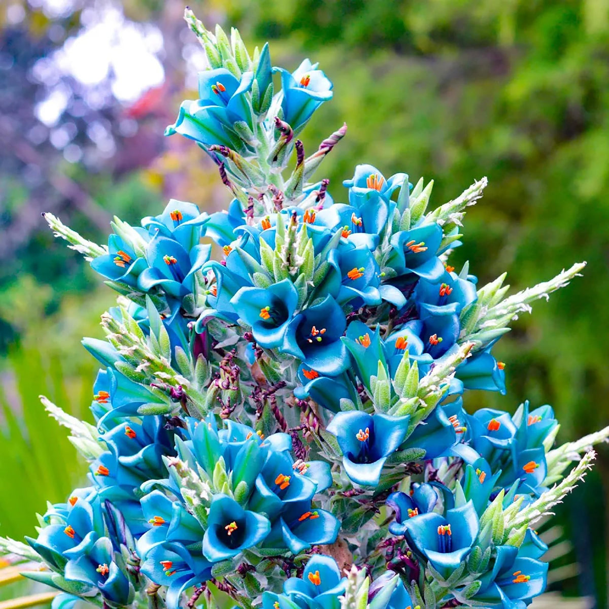 Sapphire Tower plant