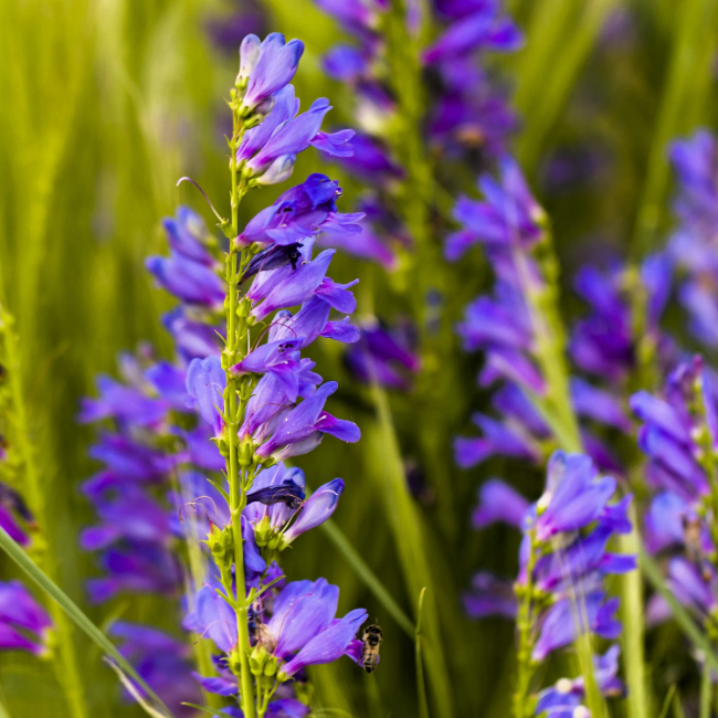 Beardtongue Penstemon Strictus plant