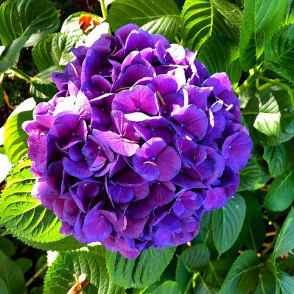 Dark Purple Hydrangea plant