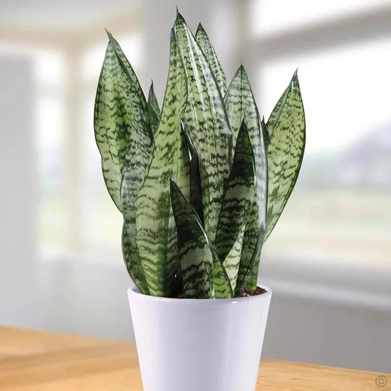 Graines de Sansevieria vert à planter – Graines de plante serpent pour jardins domestiques