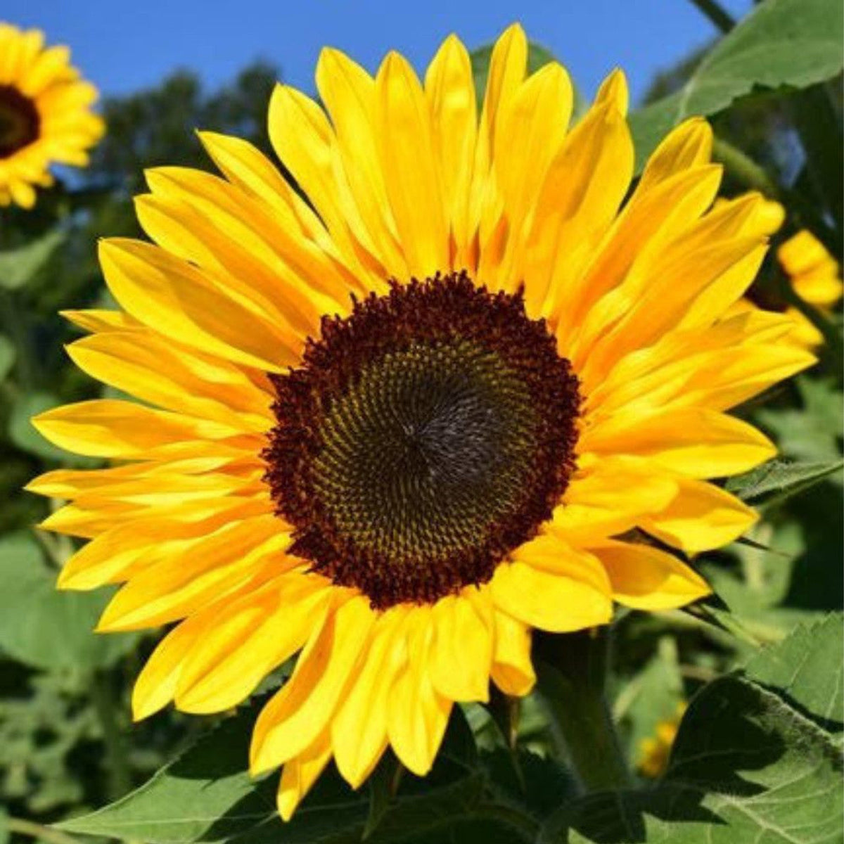 Grey Stripe Sunflower plant