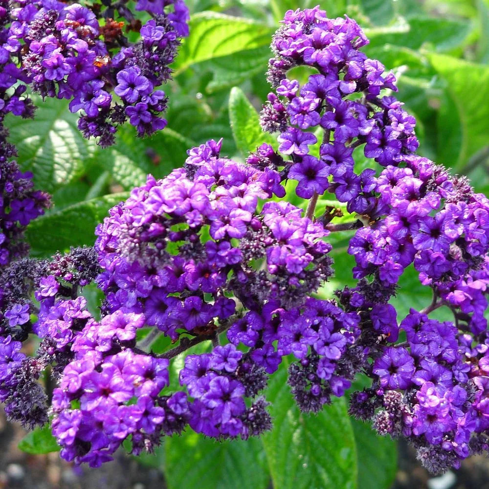 Heliotrope Marine flower seeds