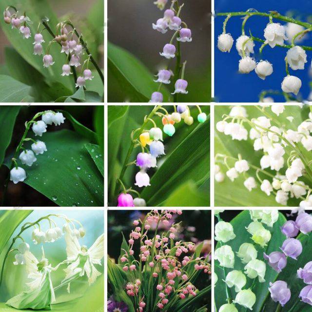 Bell Orchid flower seeds