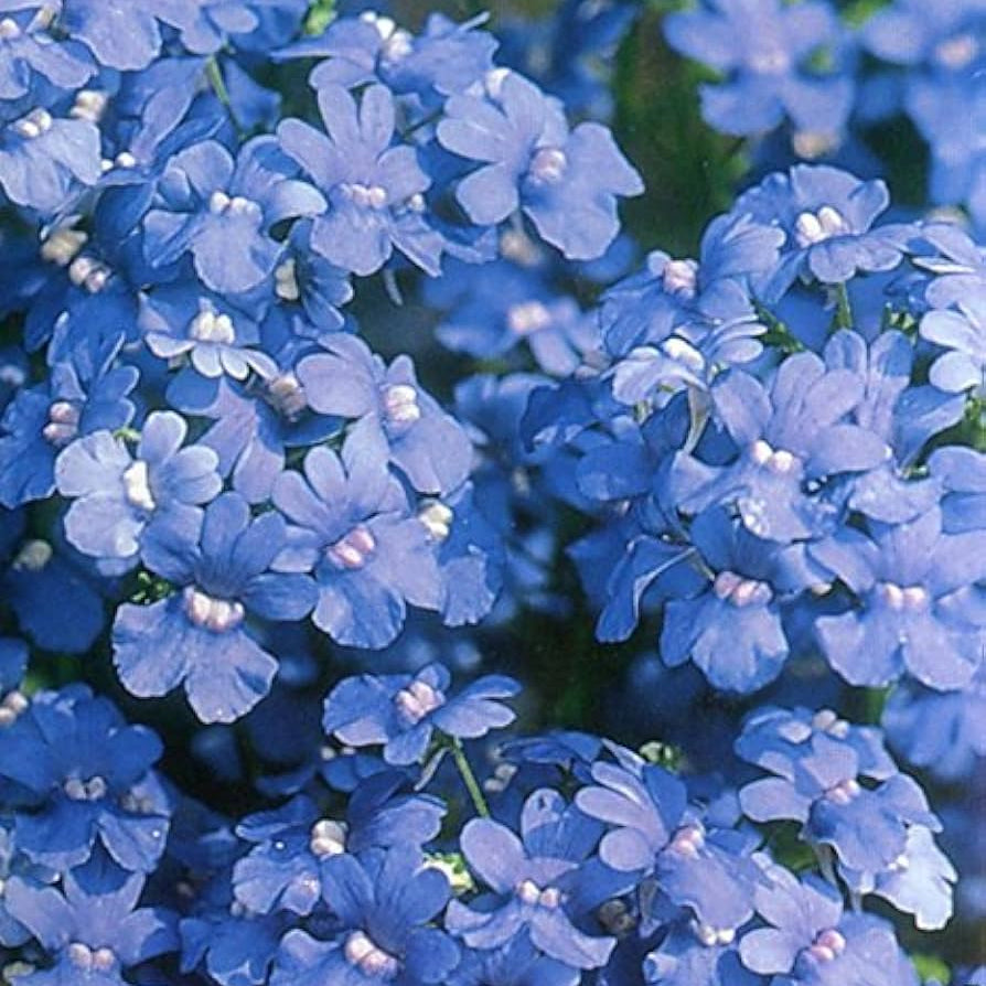 Blue Gem Nemesia plant