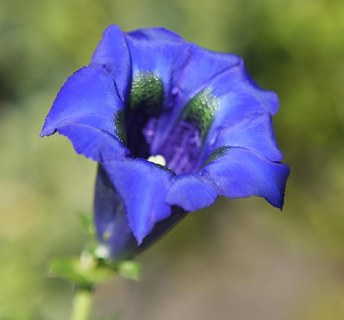 Scabra Gentiana plant