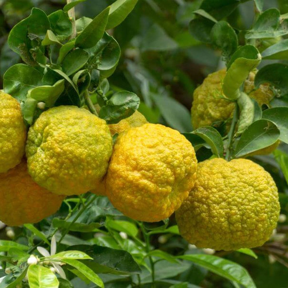 Bergamot Orange plant