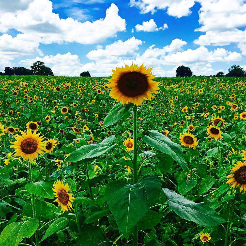 Peredovik Sunflower plant