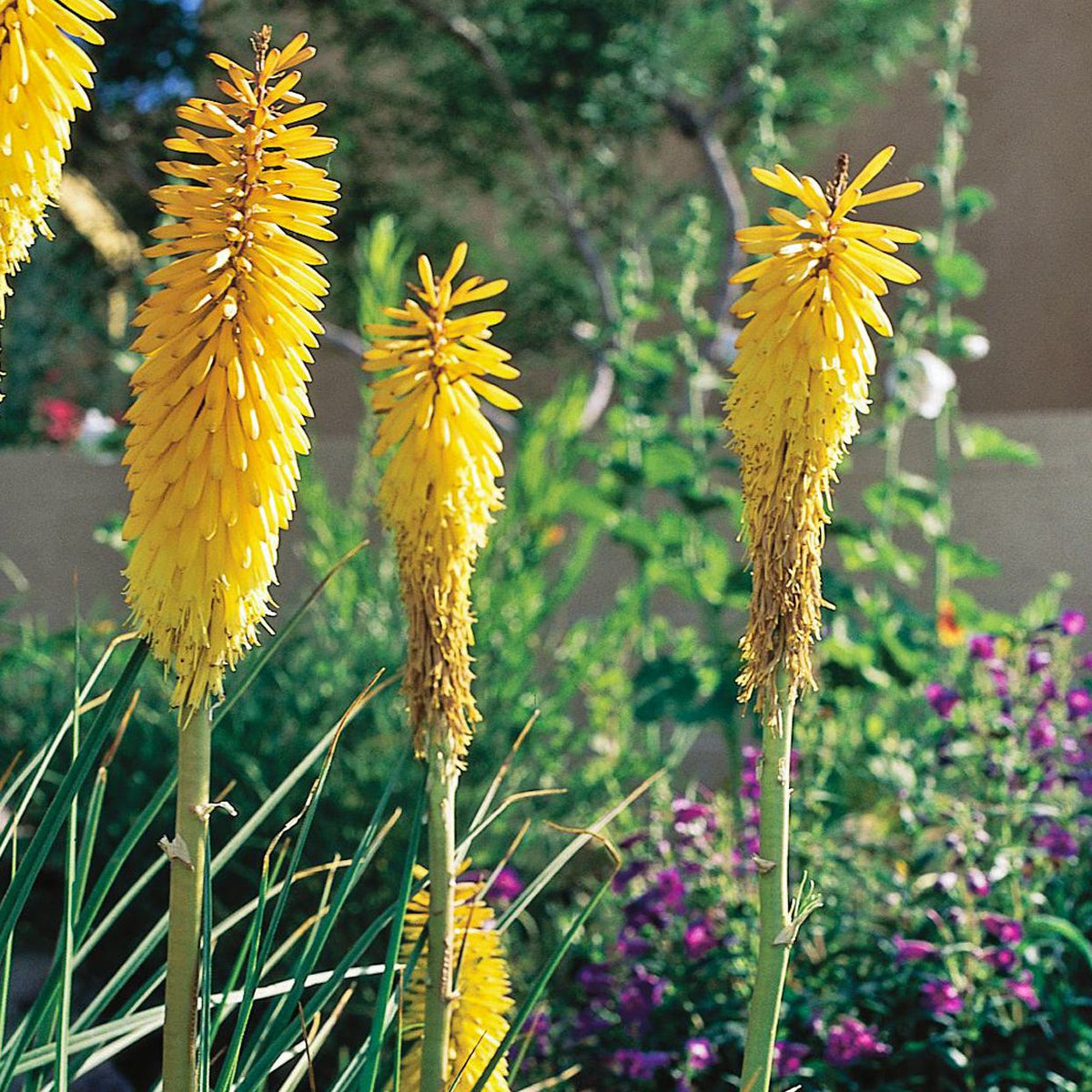 Yellow Hot Poker plant