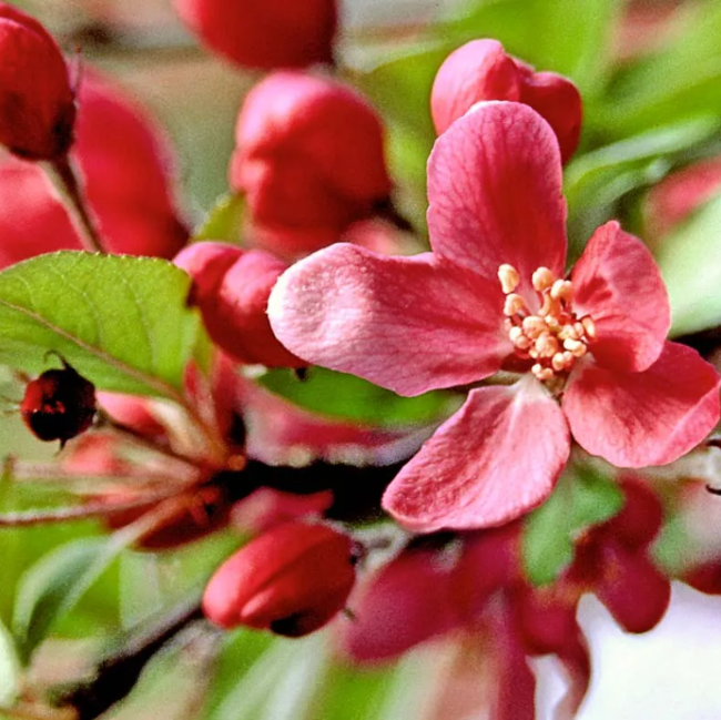 Floribunda Crabapple plant