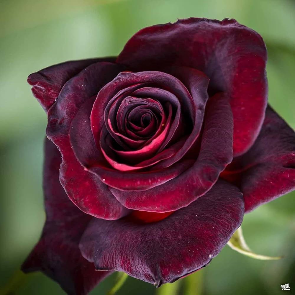 Black Baccara Rose plant