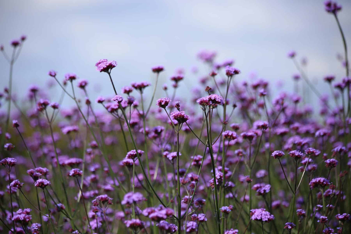 Buenos Aires Verbena plant