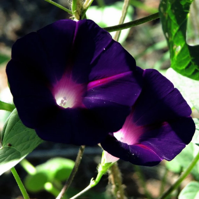 Black Morning Glory plant