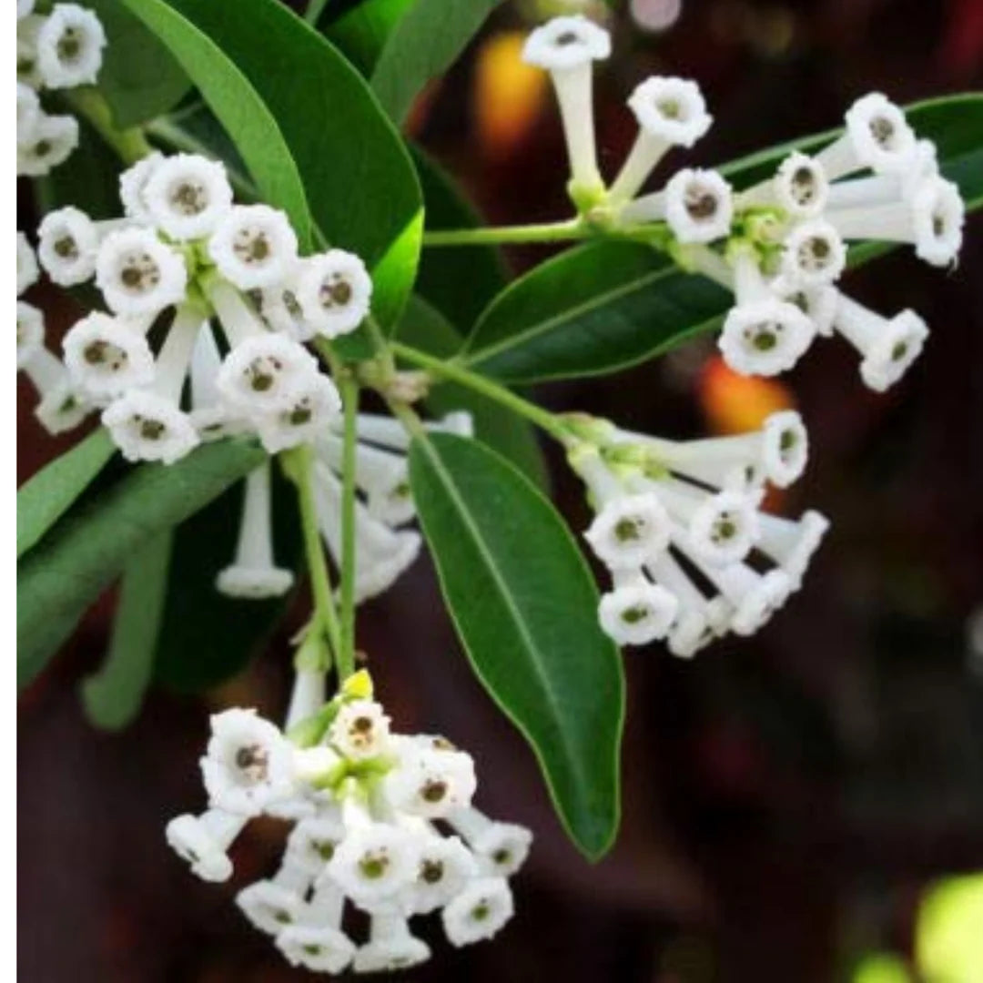 Cestrum flower seeds