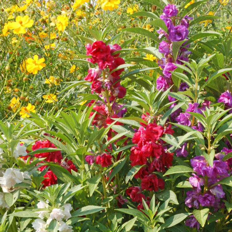 Balsam Impatiens plant