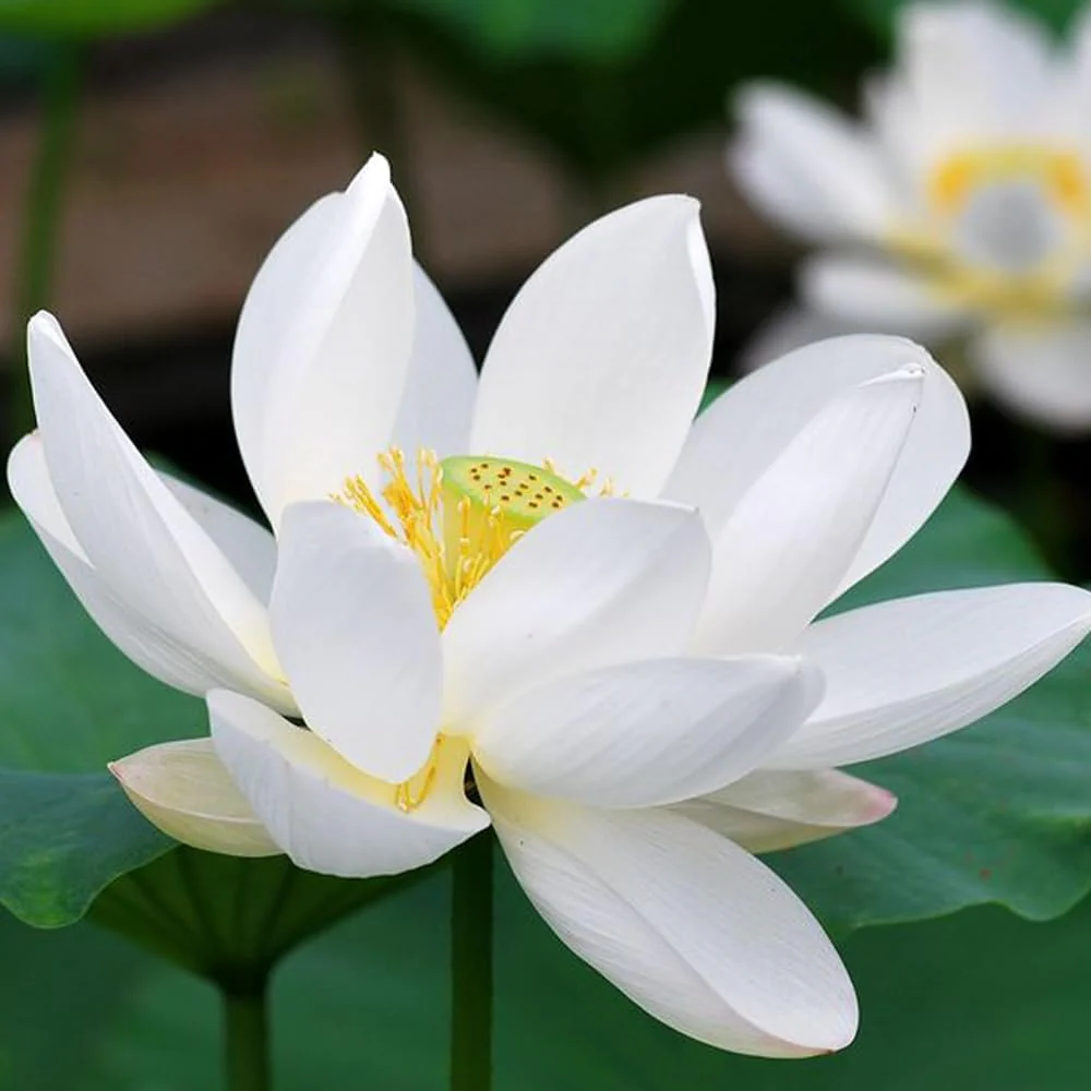 Bonsai Lotus plant