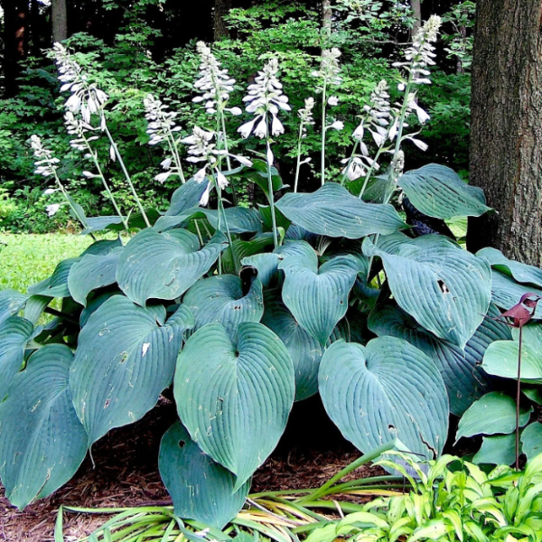 Angel Plantain Lily plant
