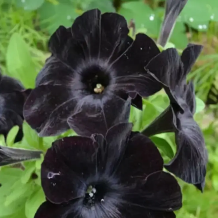 Petunia plant