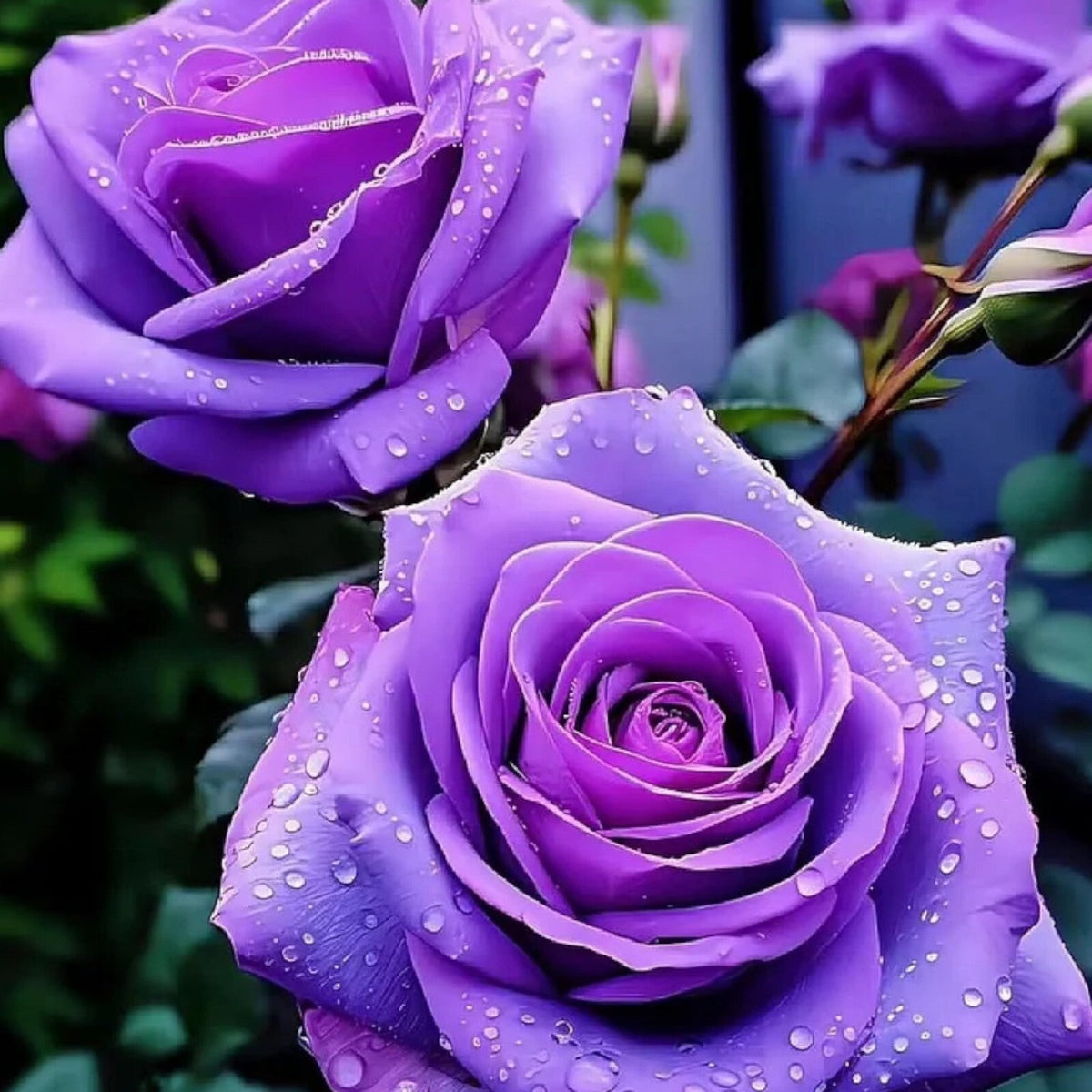Purple Rose plant