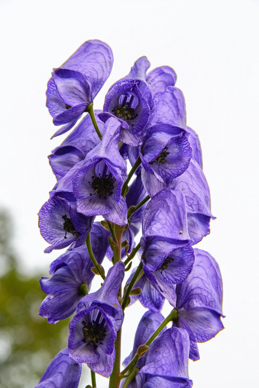 Aconitum flower seeds