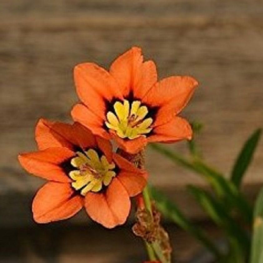 Orange Sparaxis Tricolor plant