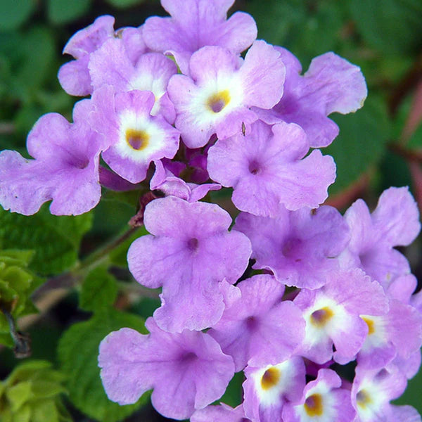 Purple Lantana flower seeds