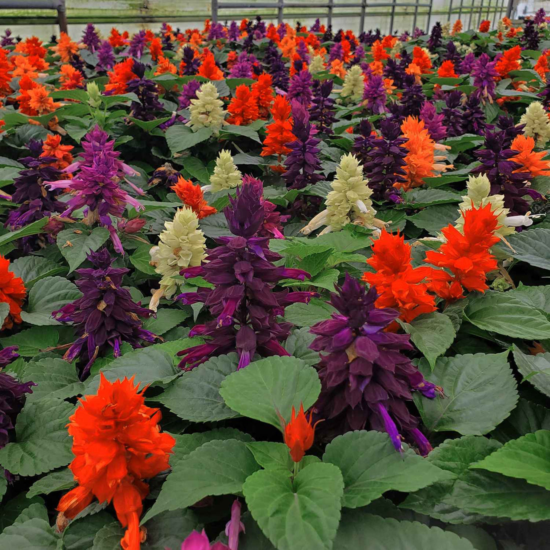 Salvia flower seeds
