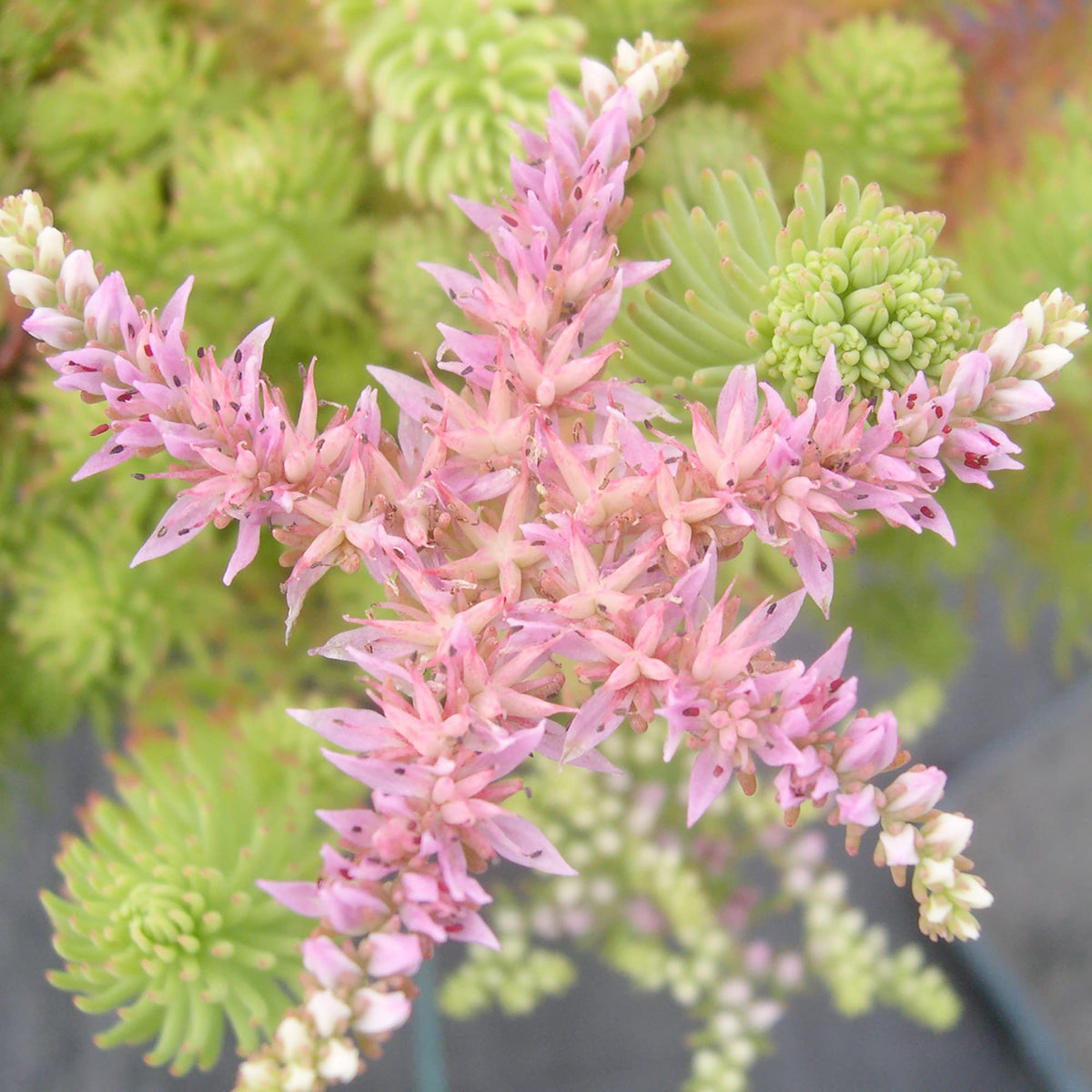 Stonecrop Sedum Pulchellum plant