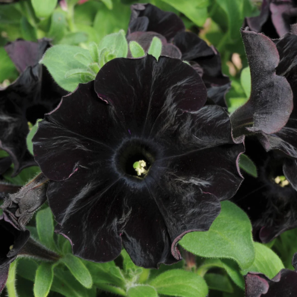 Black Velvet Petunia plant