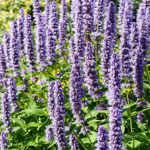 Agastache Rugosa flower seeds