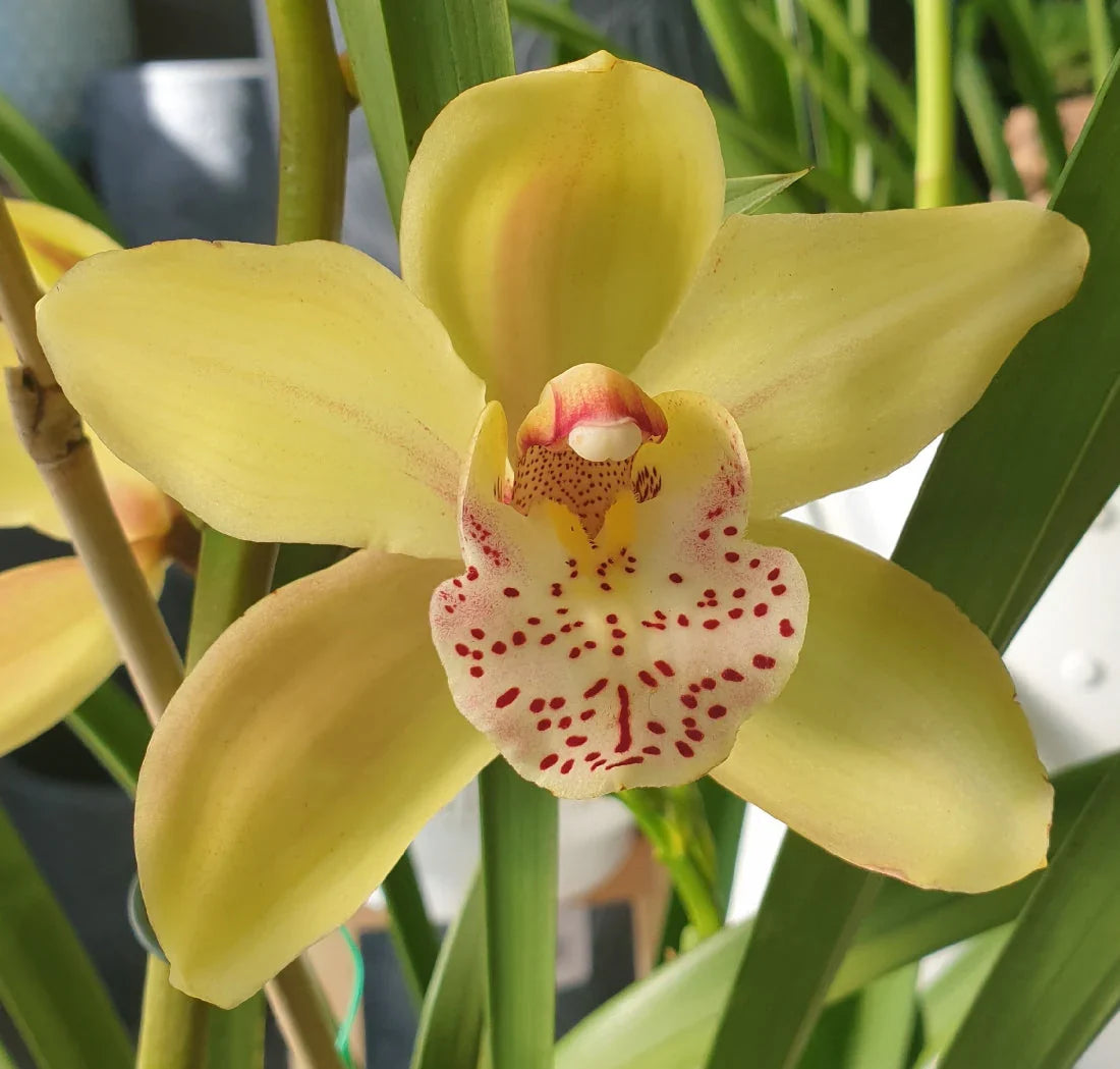 Oncidium flower seeds