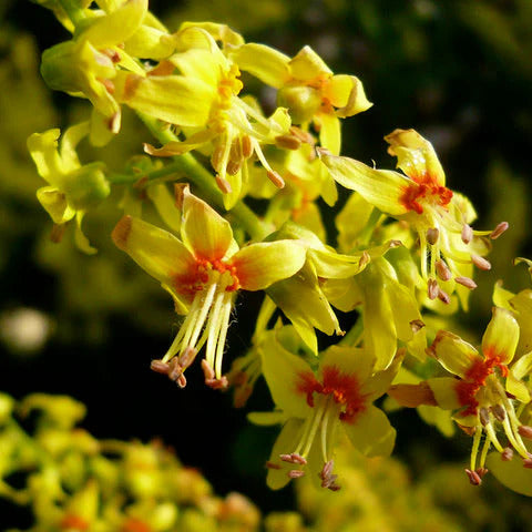 Rain Koelreuteria Paniculata plant
