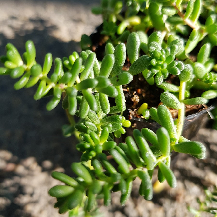 Green Sedum flower seeds