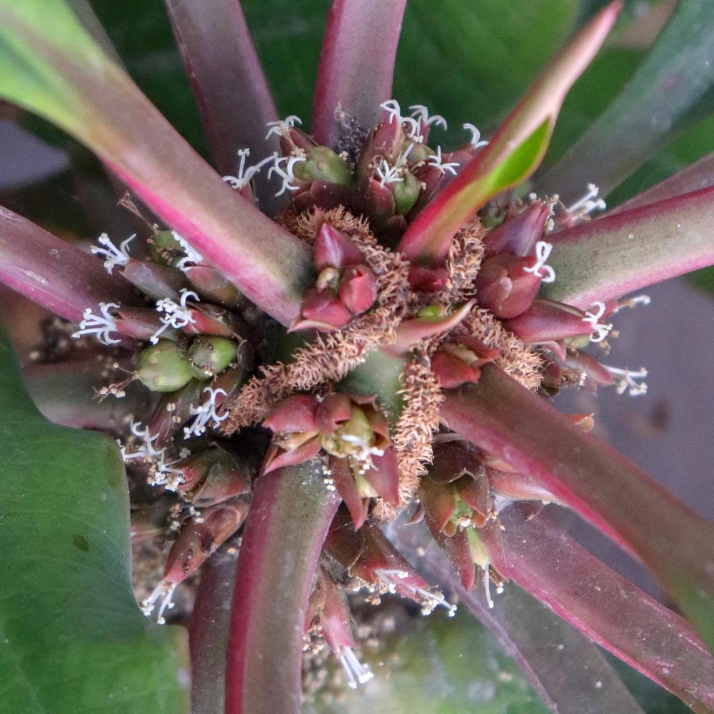 Euphorbia Leuconeura flower seeds
