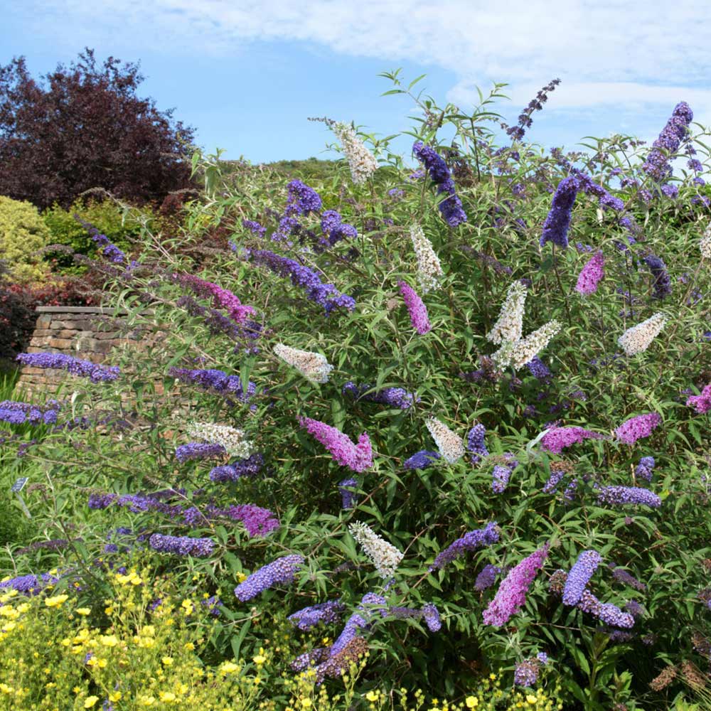 Buddleia Davidii flower seeds