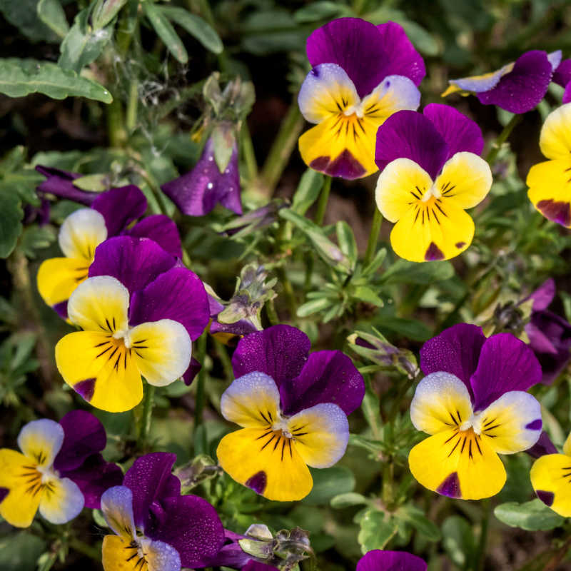 Viola Tricolor flower seeds