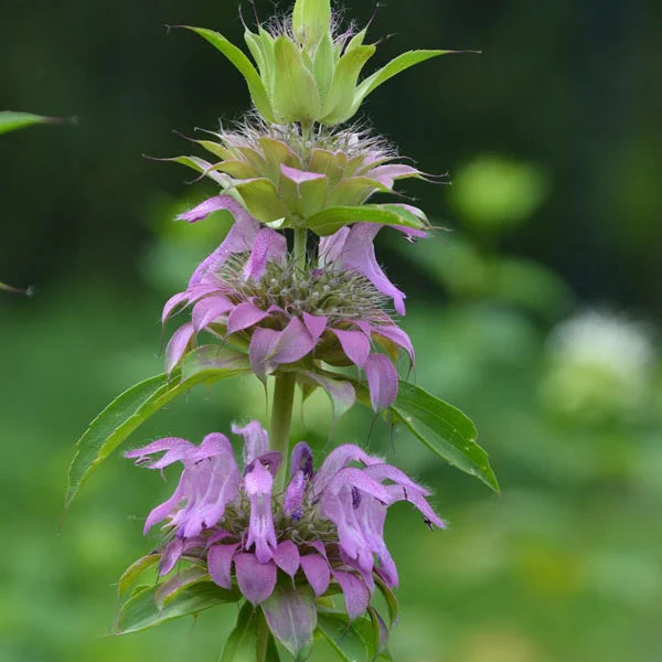 Purple Lemon flower seeds
