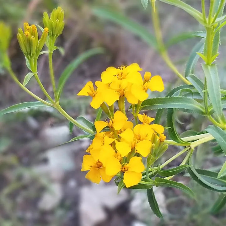Yellow Mexican Tarragon Flower Seeds for Planting – Heirloom Herb Flower Seeds