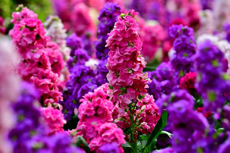 Matthiola incana Flower Seeds for Planting – Heirloom Stock Flower Seeds