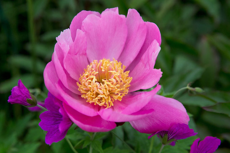 Pink Paeonia Lactiflora Flower Seeds for Planting – Heirloom Non-GMO Garden Seeds