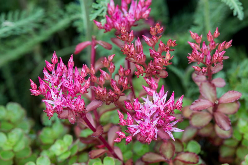 Purple Sedum Flower Seeds for Planting – Heirloom Non-GMO Garden Seeds
