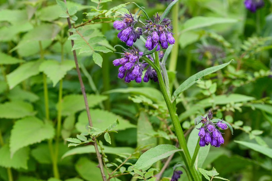 Comfrey flower seeds