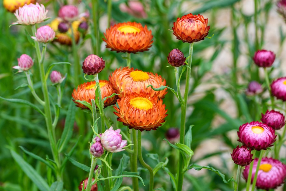 Strawflower flower seeds