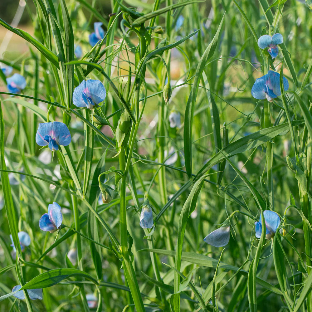 Lathyrus Sativus flower seeds