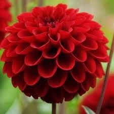 Deep Red flower seeds