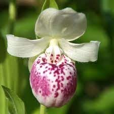 Cypripedium flower seeds